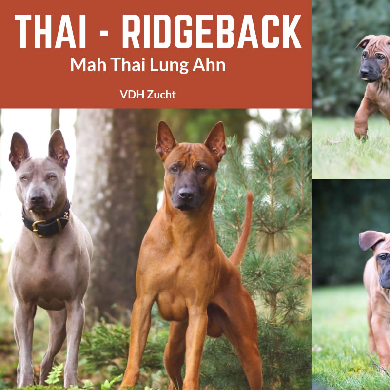 Thai Ridgeback
